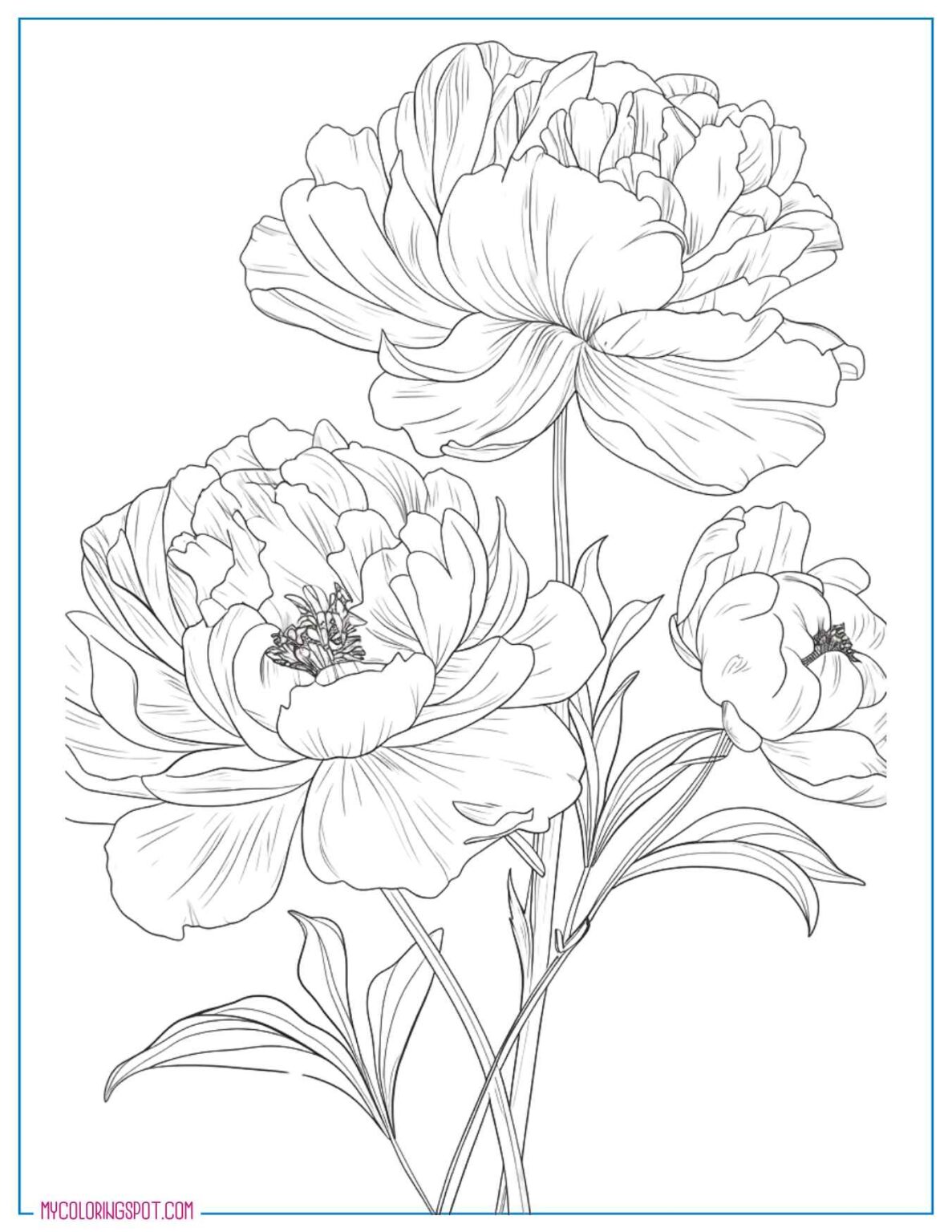 20 Free Peonies Coloring Pages for Adults and Kids – My Coloring Spot